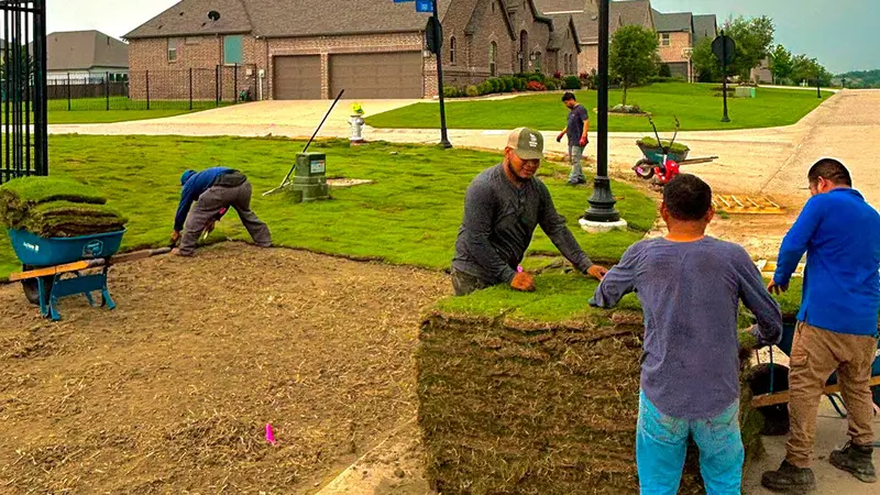 The Grass DFW crew rolling out a fresh roll of sod in a Dallas front yard