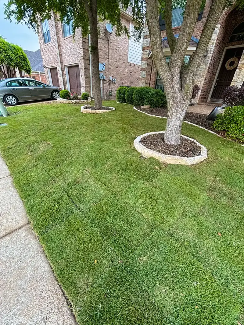Freshly laid sod around two mature trees with stone tree rings in a front yard