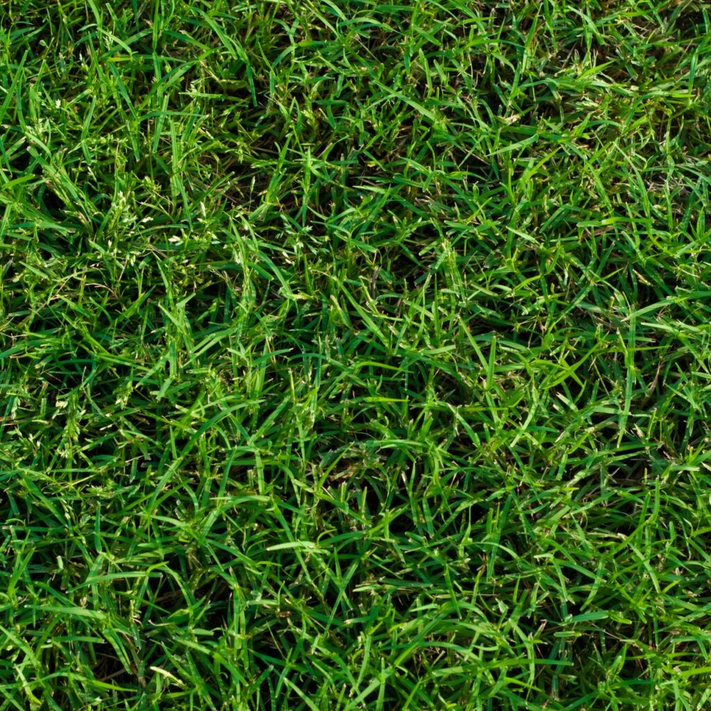 Bermuda 419 - 450 sq. ft. pallet