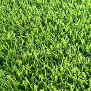 Zoysia Palisade