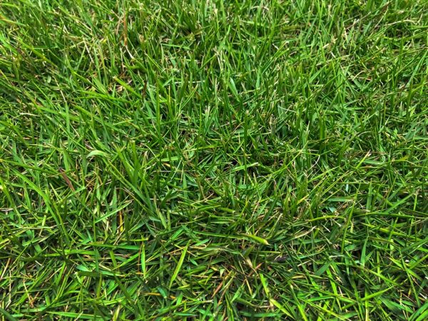 Zoysia Zeon