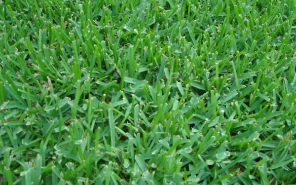 St Aug Palmetto