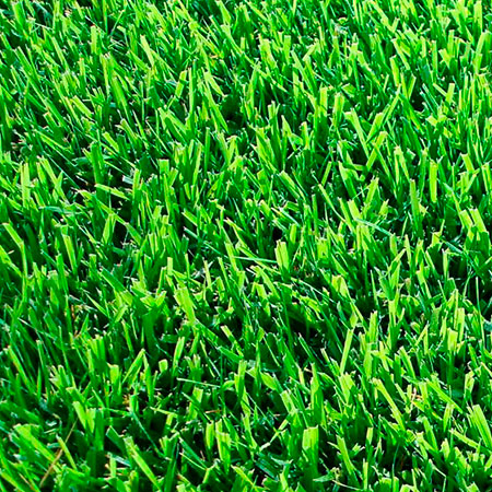 Zoysia Palisade