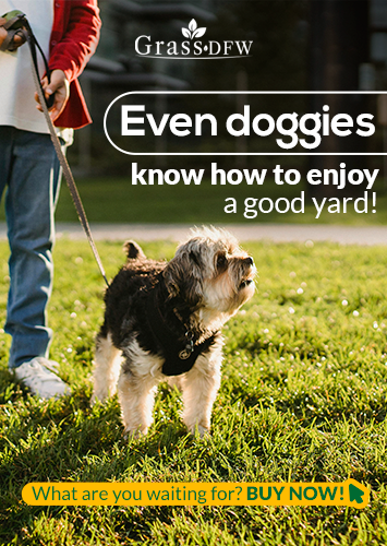 Grass DFW 7 top qualities of a good sod