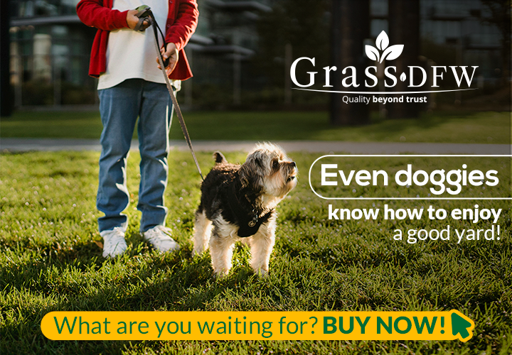 Grass DFW 7 top qualities of a good sod