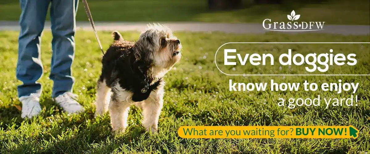 Premium Zoysia and Bermuda Grass Pallets for Sale