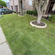 grass-dfw-007